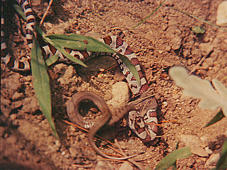 Unknown Snake in Southeastern NH.jpg [901 Kb]